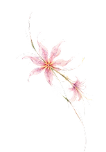 Floral Blossom Top Left